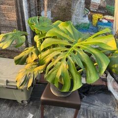 観葉植物 モンステラ デリシオーサ【大型】の画像