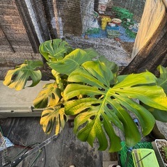 観葉植物 モンステラ デリシオーサ【大型】の画像