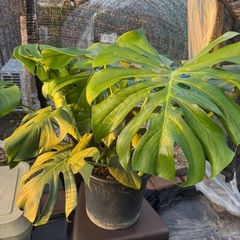 観葉植物 モンステラ デリシオーサ【大型】の画像