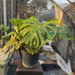 観葉植物 モンステラ デリシオーサ【大型】の画像
