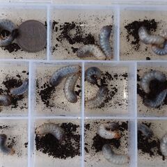 ムラサキツヤハナムグリ　幼虫9頭　【神奈川産】の画像
