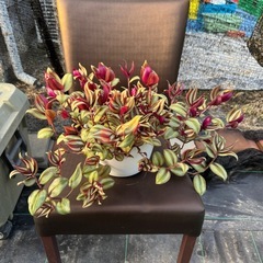 観葉植物 トラディスカンティアの画像
