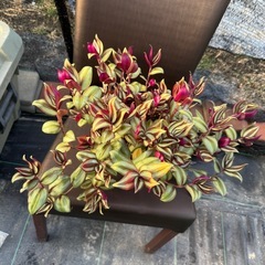 観葉植物 トラディスカンティアの画像
