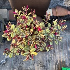 観葉植物 トラディスカンティアの画像