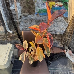 観葉植物 フィカス ルビーの画像