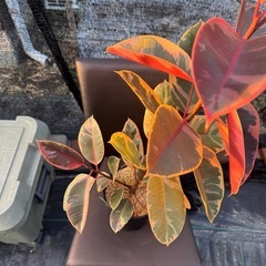 観葉植物 フィカス ルビーの画像