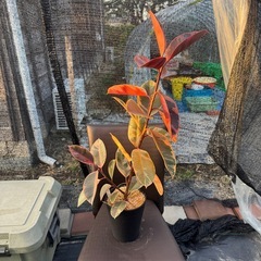 観葉植物 フィカス ルビーの画像