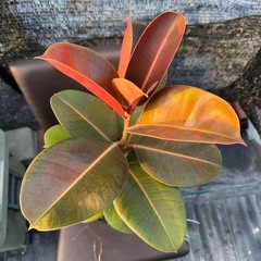 観葉植物 フィカス ロブスターの画像