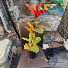 観葉植物 フィカス ロブスターの画像