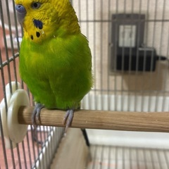 セキセイインコ（2歳8ヶ月）