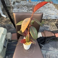 観葉植物 フィカス バーガンディの画像