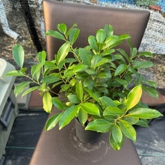 観葉植物 ガジュマルの画像