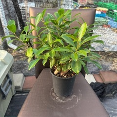 観葉植物 ガジュマルの画像
