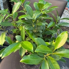 観葉植物 ガジュマルの画像