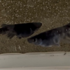 オセロの画像