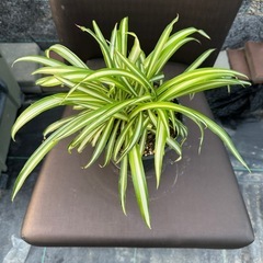 観葉植物 オリズルランの画像