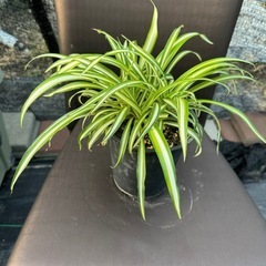 観葉植物 オリズルランの画像