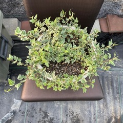 観葉植物 ヘデラの画像