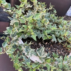 観葉植物 ヘデラの画像