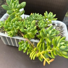 多肉植物 エケベリア マッコスの画像