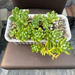 多肉植物 エケベリア マッコスの画像