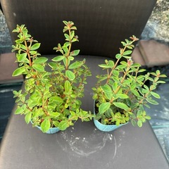 観葉植物 ペペロミア ルベラ ※あと１つですの画像