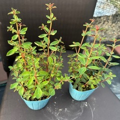観葉植物 ペペロミア ルベラ ※あと１つですの画像
