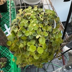 観葉植物 ピレアの画像