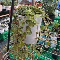 観葉植物 ピレアの画像
