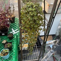 観葉植物 ピレアの画像