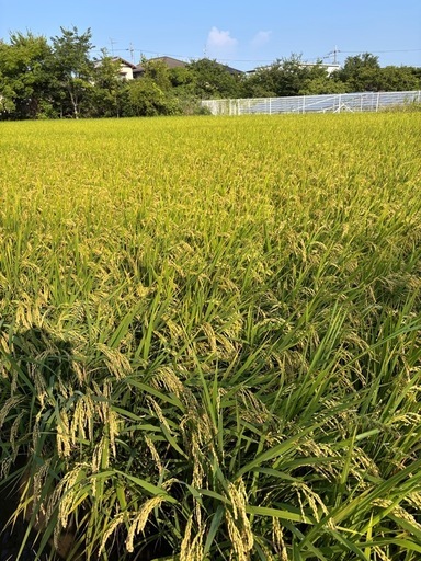 【新米】令和7年度 岸和田産 ヒノヒカリ