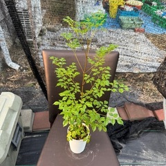 観葉植物 ステレオスペルマムの画像