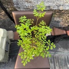 観葉植物 ステレオスペルマムの画像