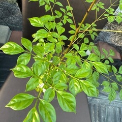 観葉植物 ステレオスペルマムの画像