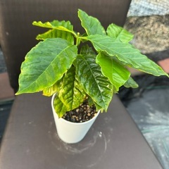 観葉植物 コーヒーの木の画像