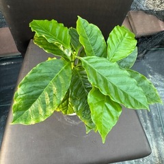 観葉植物 コーヒーの木の画像