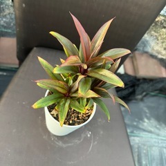 観葉植物 パープルコンパクタの画像