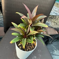 観葉植物 パープルコンパクタの画像