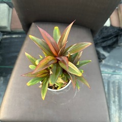観葉植物 パープルコンパクタの画像