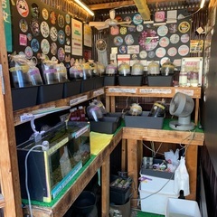 【五桜メダカ】 10月6日　横須賀めだか無人販売