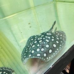 品川ダイヤモンドポルカ(ペア)熱帯魚の画像
