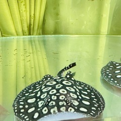 品川ダイヤモンドポルカ(ペア)熱帯魚の画像