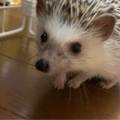 ハリネズミを大切に飼っていただける方を探しています。