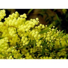 アカシア　フィンブリアータ　植栽　植物　グリーン　庭木　雑木　の画像