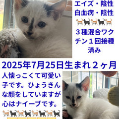 譲渡会参加　子猫