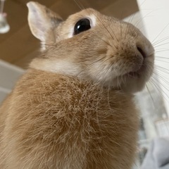 ウサギ
