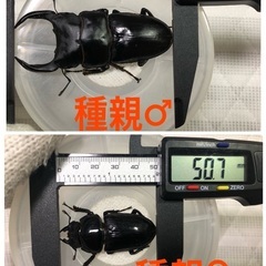 能勢YG血統 国産オオクワガタ 初令〜2令幼虫 5頭 （♂87.3㎜×♀50.1㎜ が2頭、♂85.2㎜×♀52.1㎜が3頭 ）120cc菌糸プリンカップ入の画像