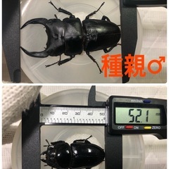 能勢YG血統 国産オオクワガタ 初令〜2令幼虫 5頭 （♂87.3㎜×♀50.1㎜ が2頭、♂85.2㎜×♀52.1㎜が3頭 ）120cc菌糸プリンカップ入の画像