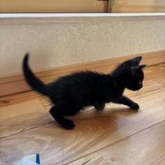 ヤンチャで元気な黒猫ちゃん
