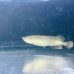 熱帯魚の画像